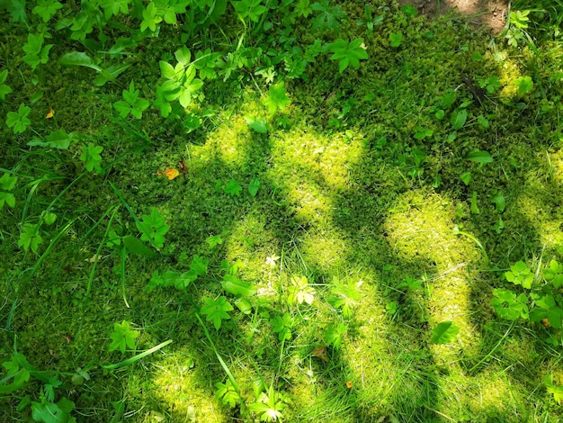 Musgo verde en el bosque en un día soleado de verano.