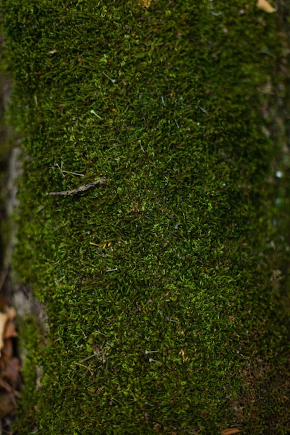 Musgo verde en el bosque de piedras y árboles