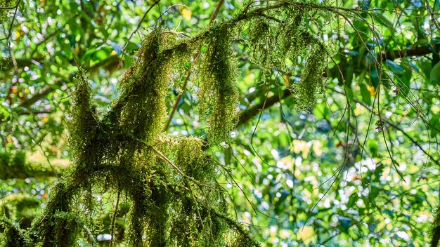 Musgo verde brilhante em árvores na floresta. Sochi