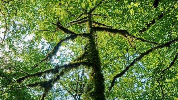 Musgo verde brillante en árboles en el bosque. Sochi