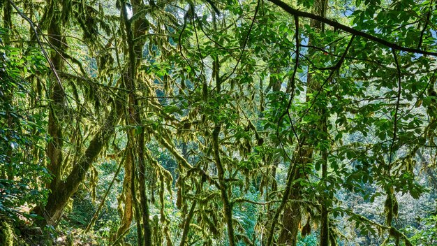 Musgo verde brillante en árboles en el bosque