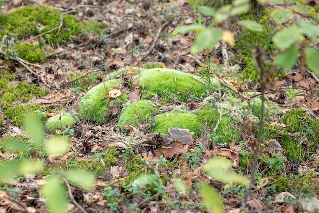 El musgo verde brillante en el bosque En primer plano del musgo que crece en los viejos bosques de abetos