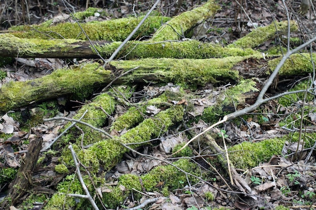 Musgo verde brillante que crece en las ramas de los árboles en el bosque de la primavera.