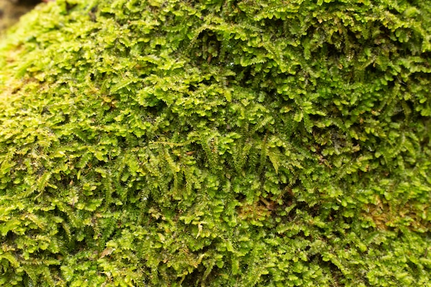 Musgo verde en cierre del árbol encima de la imagen.