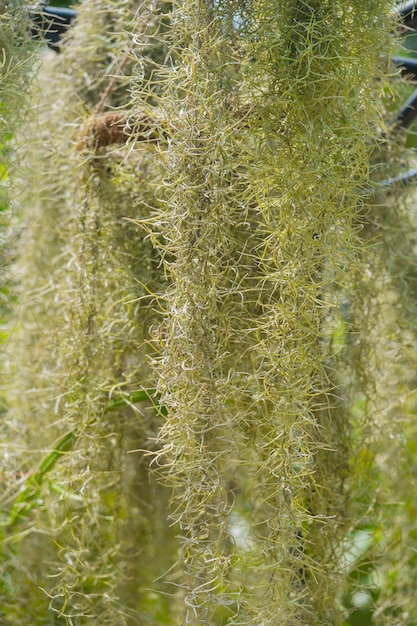 Musgo verde claro pendurado nos galhos de uma árvore