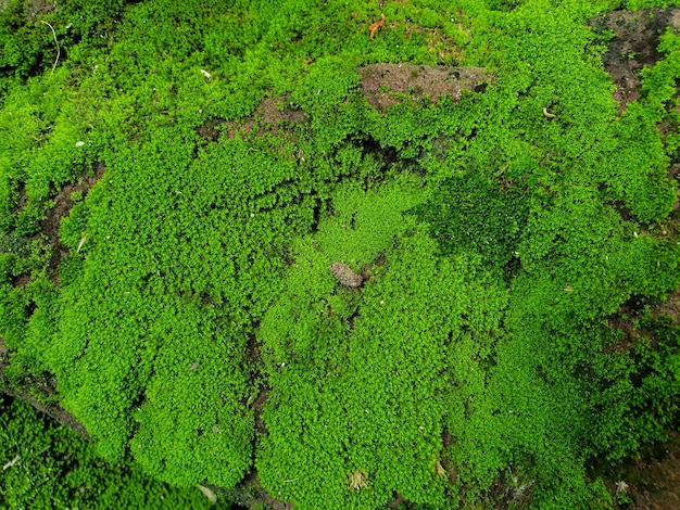 Musgo verde coberto pela pedra