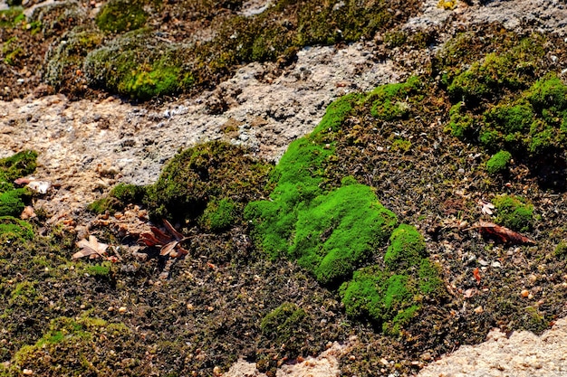 Foto musgo verde en las colinas