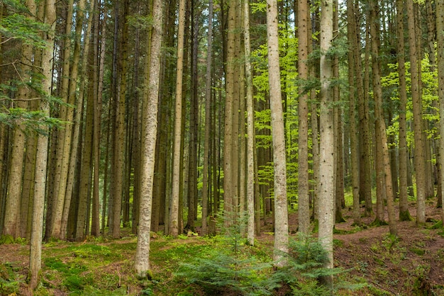 Musgo verde colorido brilhante em um tronco de árvore em uma clareira de madeira