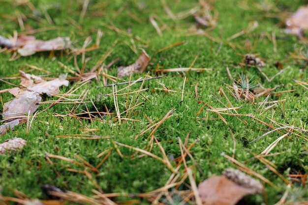 Musgo verde com agulhas de pinheiro na floresta. fundo