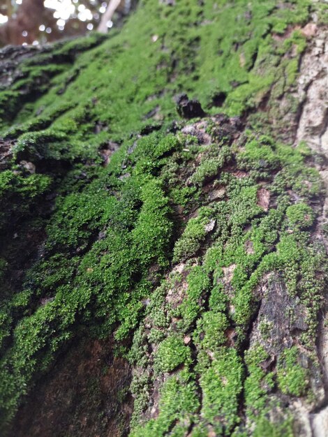 Musgo verde en una corteza de árbol Fondo de textura de musgo natural