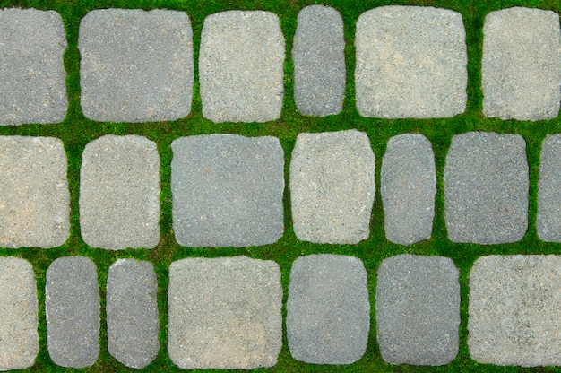 Foto musgo verde cresce entre tijolos no caminho