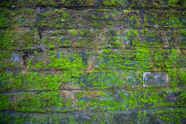 Musgo verde de fungos na parede de tijolos antigos tem uma textura de fundo abstrata