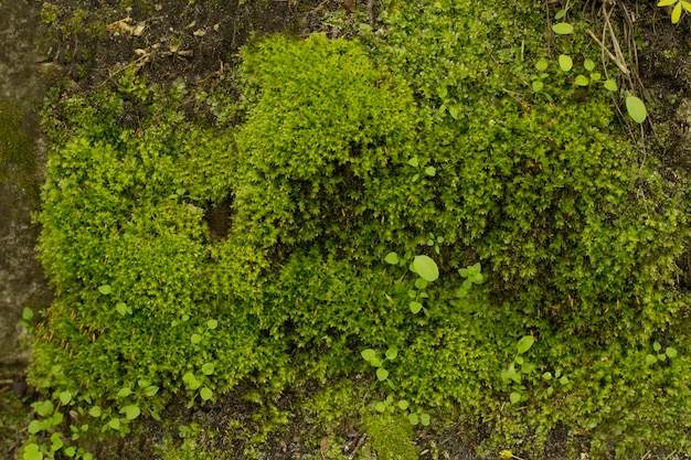 Musgo verde e pedras cobertas de grama na floresta