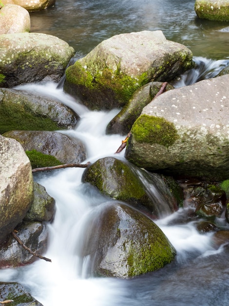 Musgo verde em pedras em um rio na floresta muito verde com pequena cachoeira