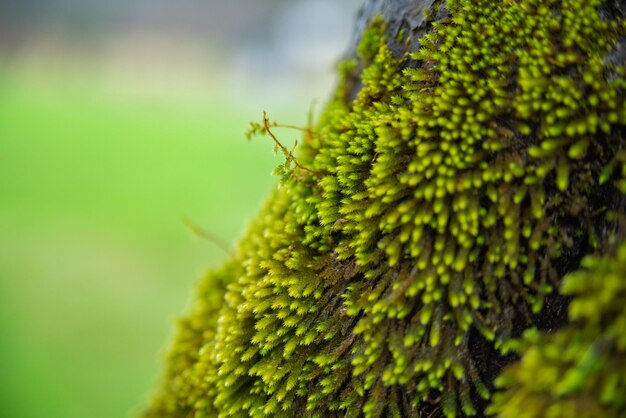 Musgo verde em uma árvore na floresta