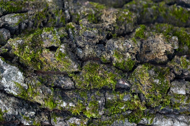 Musgo verde em uma casca de árvore, fundo de textura de musgo natural