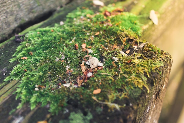 Musgo verde em uma escada de madeira
