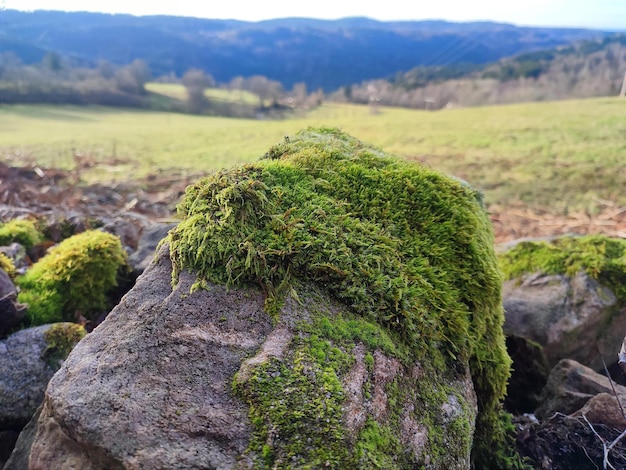 musgo verde em uma pedra