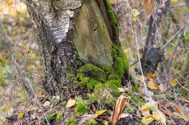 Musgo verde em uma velha árvore