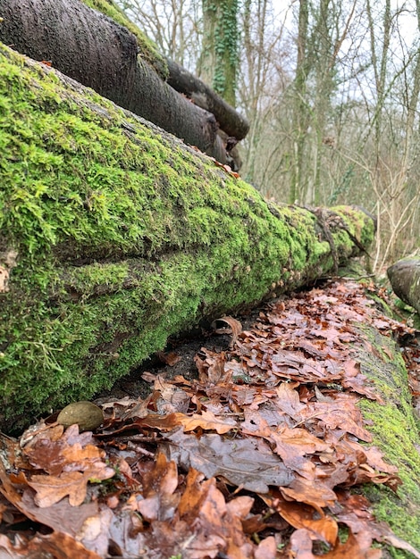 Musgo verde enyesado del tronco del árbol caído