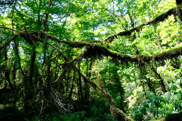 Foto musgo verde en la espesura de un boj