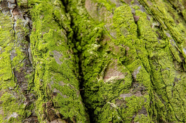 Musgo verde fino que crece en la corteza de un árbol en el bosque, detalle de primer plano