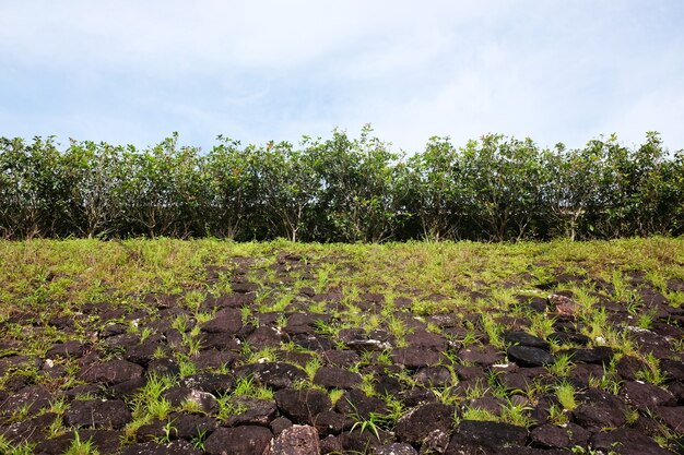 Foto musgo verde floreciente y hierba en la pared de piedra del grunge y plantas que crecen en la colina rocosa para la textura y el fondo