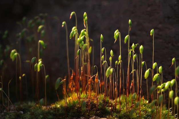 Foto el musgo verde floreciente que crece en la oscuridad está iluminado por la luz solar macro de plantas en etapa de esporofito