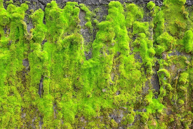 Musgo verde en el fondo de textura de pared