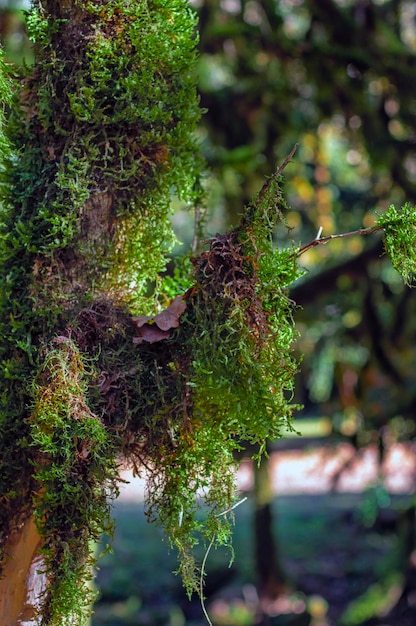 Musgo verde grueso cuelga de las ramas de los árboles de boj