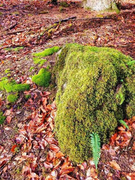 Musgo verde longo e grosso na pedra em uma floresta de montanha