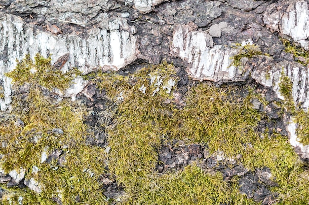 Musgo verde na casca de bétula Close-up