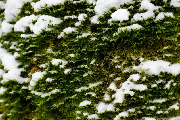 Musgo verde na floresta sob a neve Closeup Texture