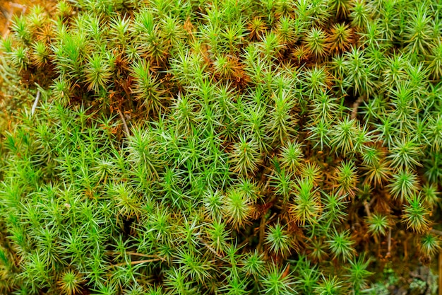 Musgo verde na floresta.