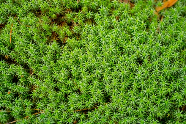 Musgo verde na floresta.