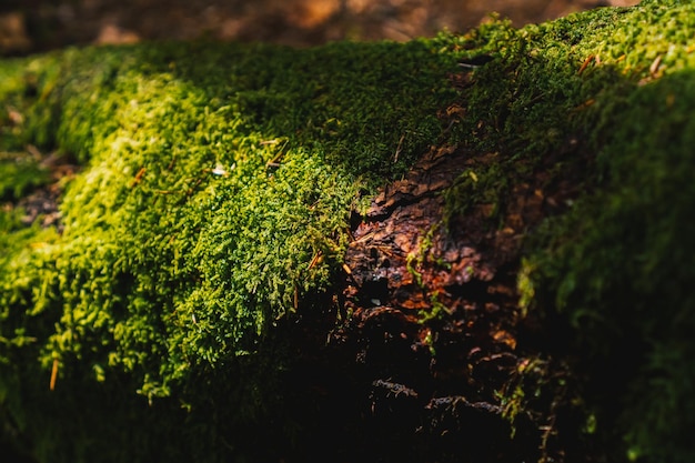 Musgo verde na fotografia macro de madeira, textura natural