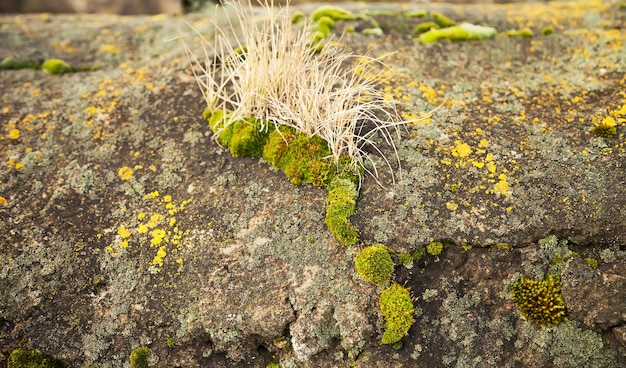 Musgo verde na pedra. Mofo verde em uma velha rocha cinzenta.