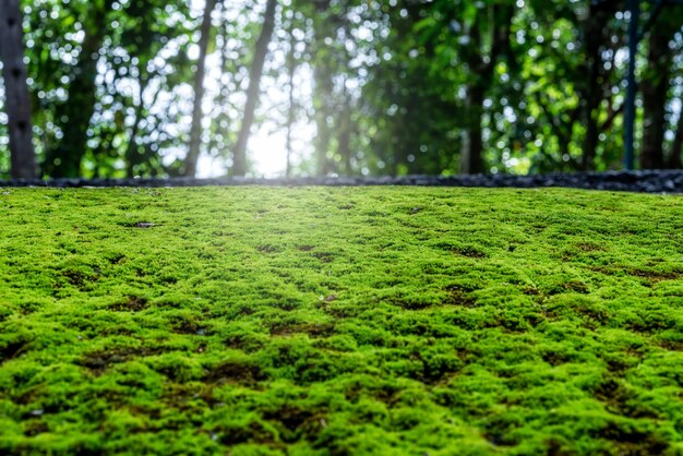 Musgo verde na textura de fundo de piso de concreto