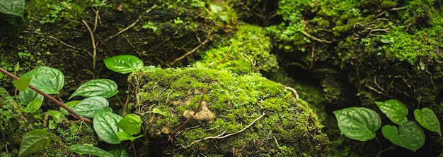 Musgo verde nas árvores ao ar livre