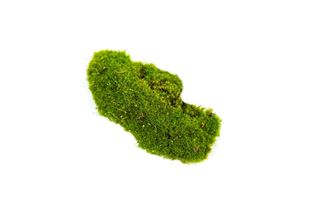 Musgo verde natural de cerca aislado en blanco