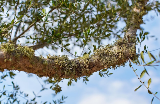 Musgo verde o liquen que crece en la rama de un árbol, detalle de cierre, hojas borrosas y fondo del cielo