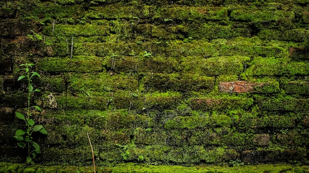 Musgo verde en la pared de ladrillo