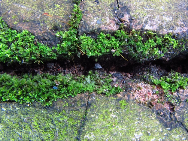 Musgo verde en una pared de ladrillos
