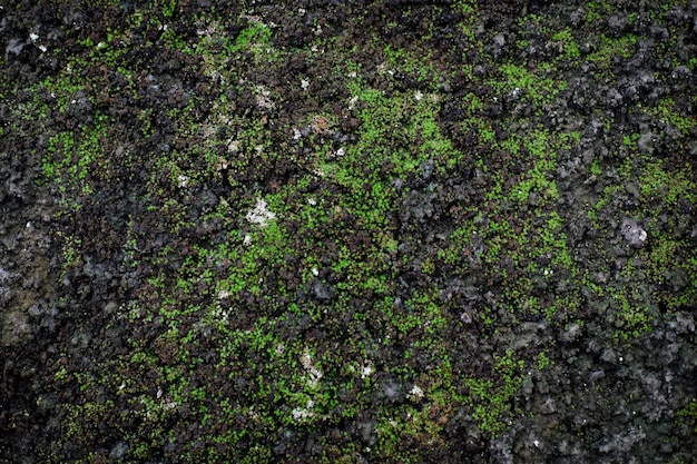 Musgo verde en la pared oscura con textura grunge