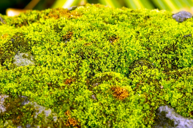 Musgo verde en la piedra de fondo natural