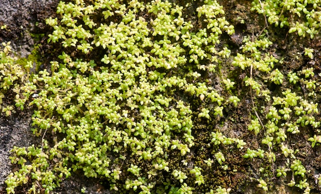 Musgo verde en la piedra en la luz del sol de la mañana papel tapiz y fondo natural