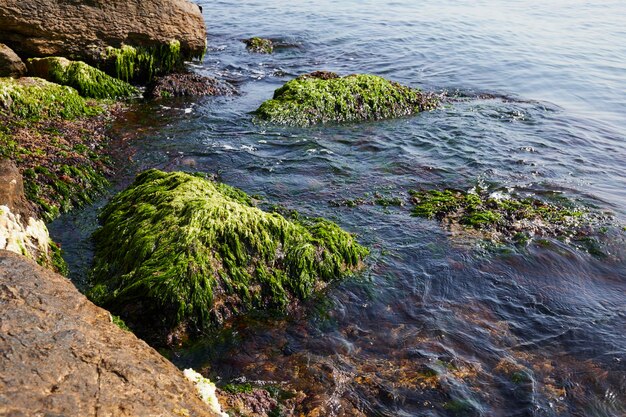 Foto el musgo verde en las piedras cerca del bósforo