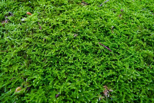 El musgo verde de primer plano El fondo de la planta natural verde