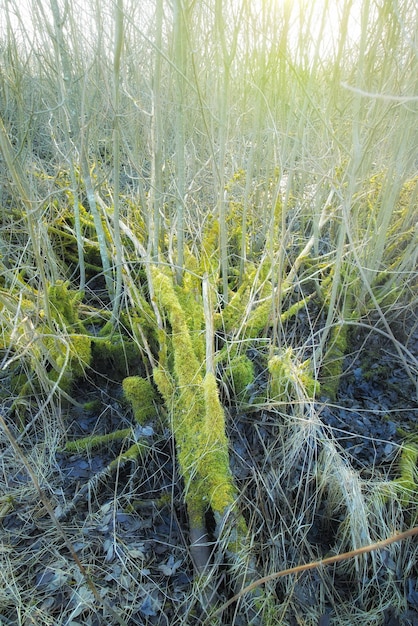 Musgo verde que crece en la corteza de un árbol caído en un pantano vacío de Dinamarca a principios de la primavera Vista macro de algas texturizadas detalladas que se extienden cubriendo un tronco de madera en un paisaje natural remoto