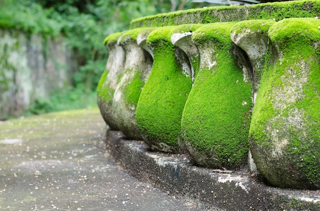 musgo verde que crece en la estatua de loto